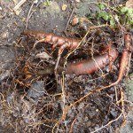 Buxton's Hardy G after soil problem soaking, removal