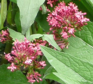 Centranthus ruber; Valerian May 25 2015