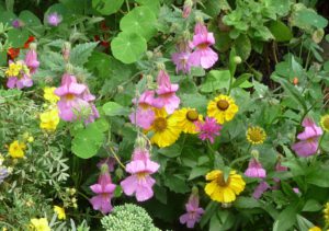 chinese-foxglove-rehmannia-magic-dragon-helenium-el-dorado