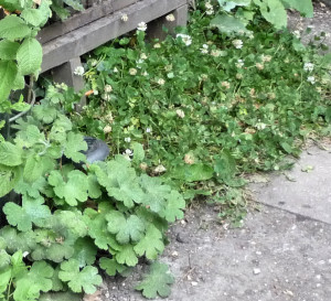 Clover, Kidney Geranium