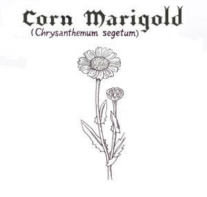 Corn Marigold