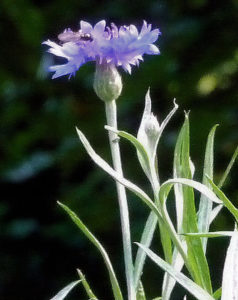 Cornflower with insect