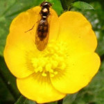 Creeping Buttercup with insect