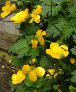 Creeping Buttercups