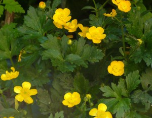 Creeping Buttercups closeup crop