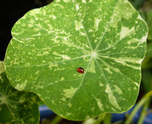 Damson resin on Nasturtium 'Alaska'