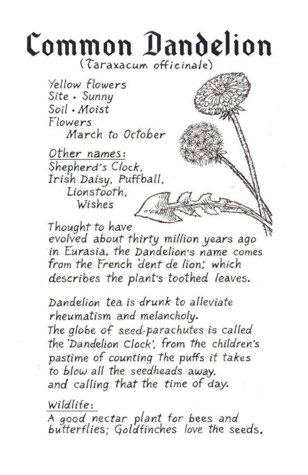 Dandelion bio