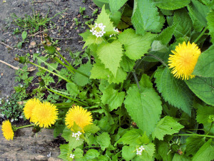 Dandelion flwrs