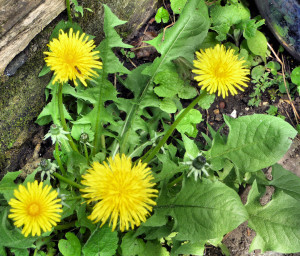 Dandelions in the Garden by Charlie Courtland