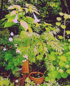 Datura, Sumac with woodland behind, 2001