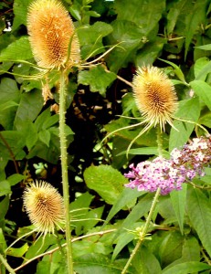 Dry Teasels