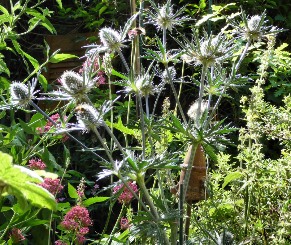 Erygium Zabelii 'Big Blue', Valerian