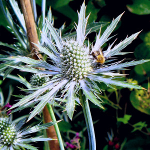 Eryngium, Sea Holly