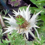 Eryngium 'Silver Ghost'