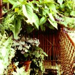 FDatura on balcony, pigeonfree zone and casserole dish