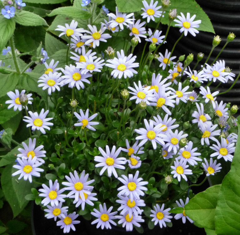 FELICIA AMELLOIDES (Blue Daisy) - Highbury Wildlife GardenHighbury