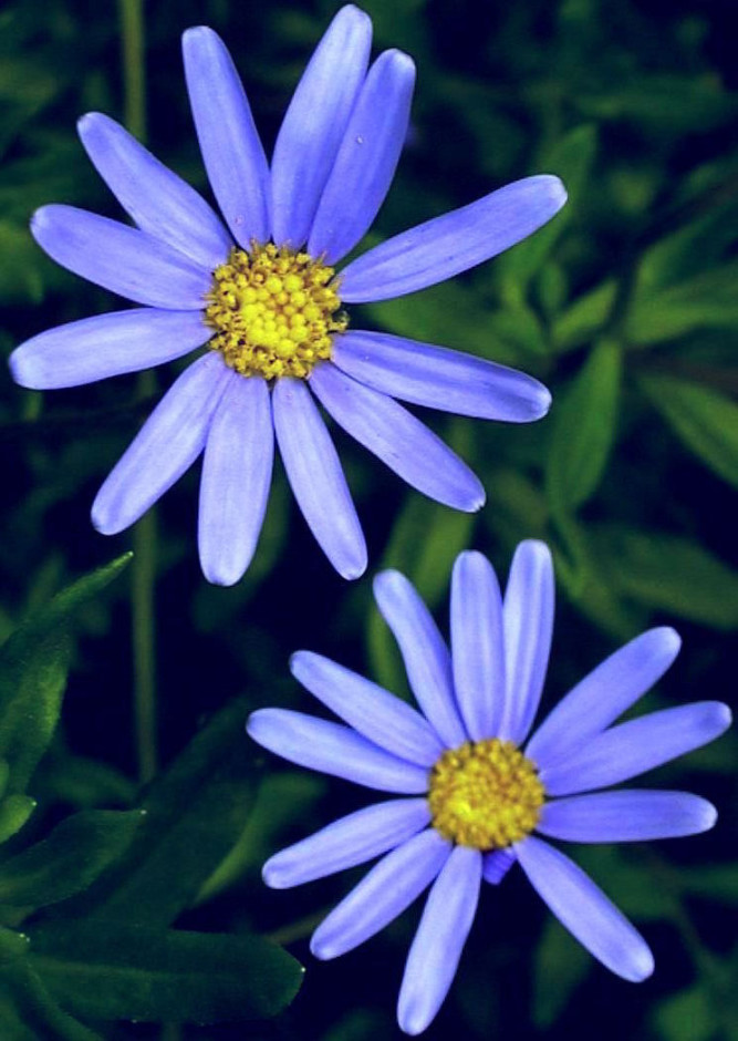 FELICIA AMELLOIDES (Blue Daisy) - Highbury Wildlife GardenHighbury