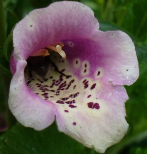 Foxglove, Bee