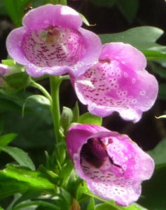 Foxglove Fingerhut w Bumblebee