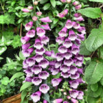 Foxglove June 2016 'Fingerhut'