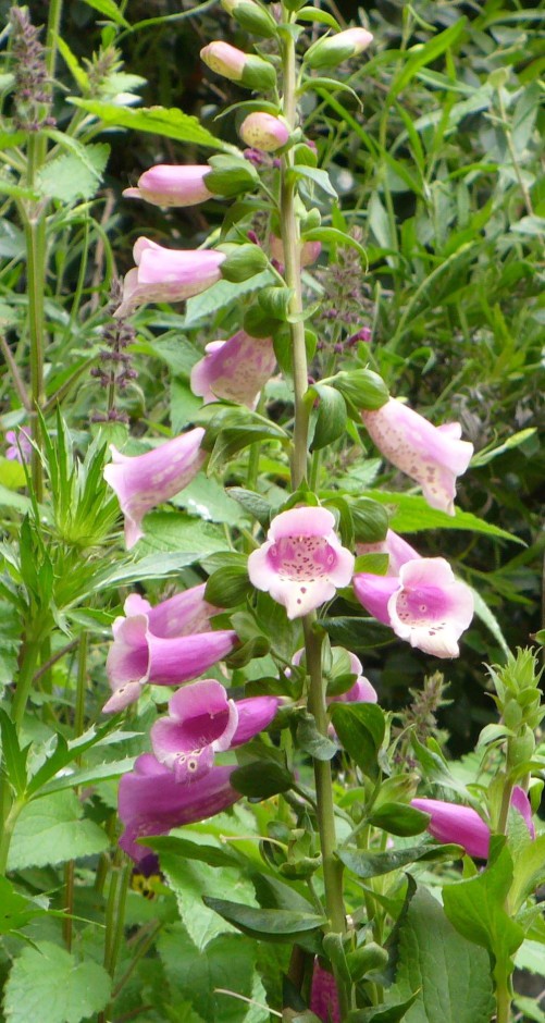 Foxglove with buds