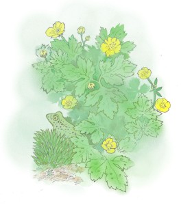Frog and Creeping Buttercup