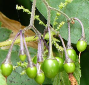 GREEN BITTERSWEET BERRIES