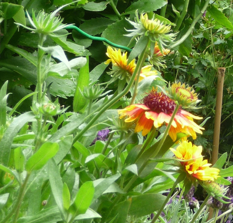 GAILLARDIA (Blanketflower) Highbury Wildlife GardenHighbury Wildlife