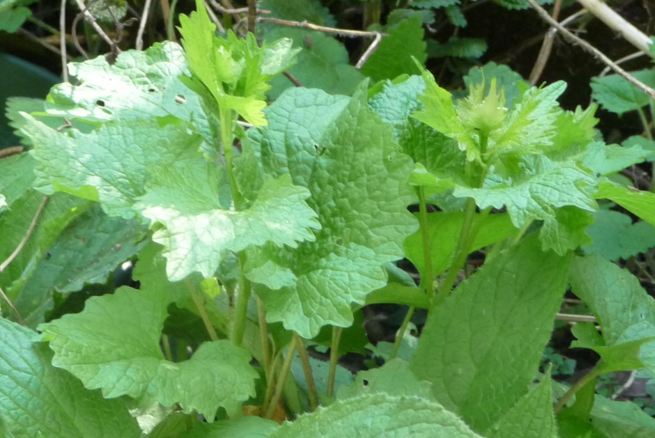 Garlic Mustard