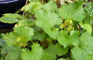 Garlic mustard, spring 2014