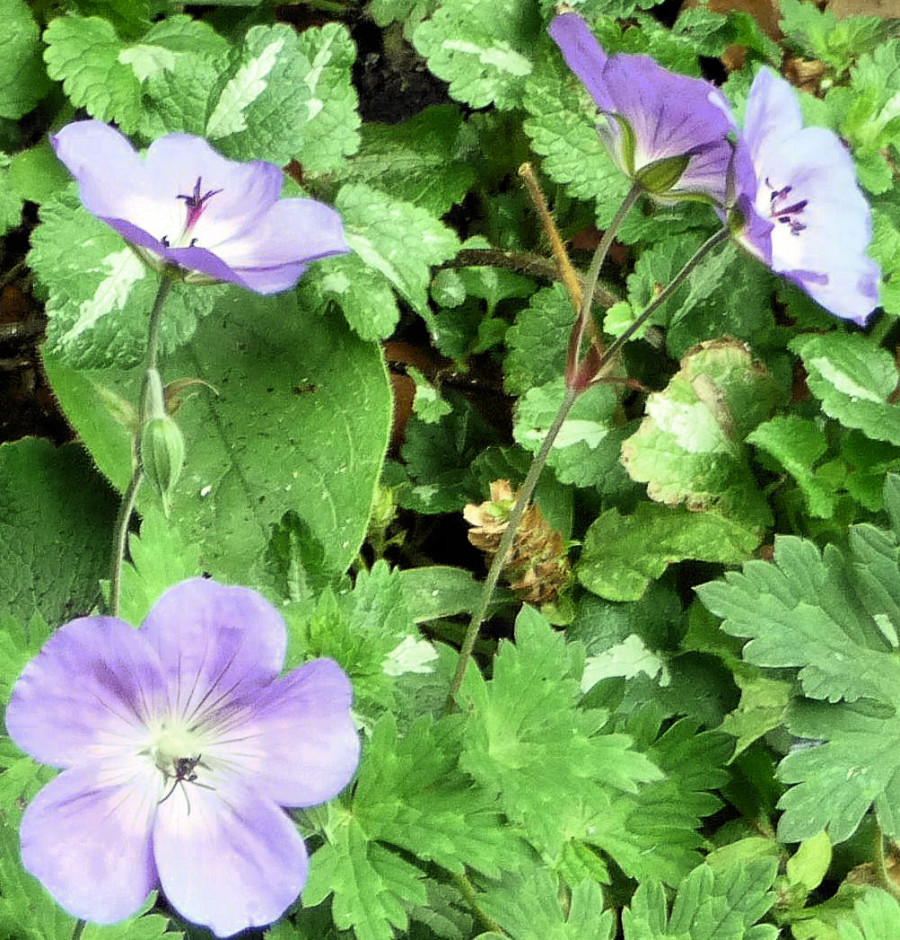 Geranium 'Buxton's Blue' 2