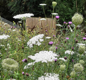 Gpk Drayton Park gates, Wild Carrot and Knapweed