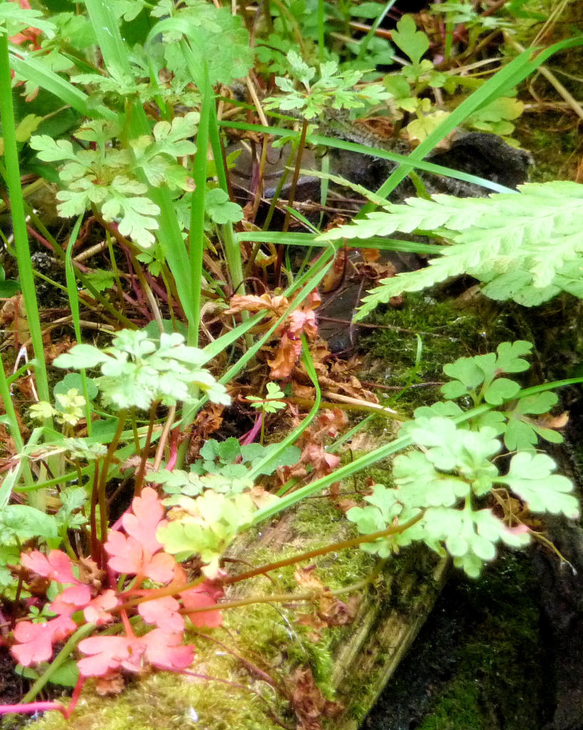 HERB ROBERT TURNING RED