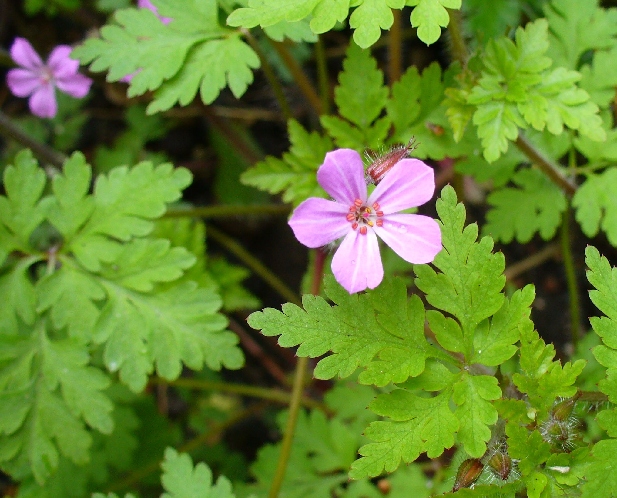 HERB ROBERT Geranium Robertianum Wild Geranium Highbury Wildlife 