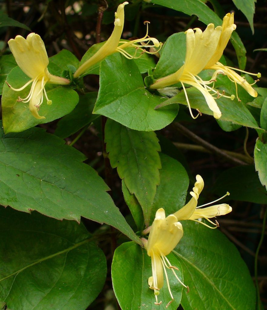 HONEYSUCKLE