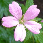 Hardy G Wargrave Pink flower closeup