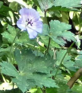 Hardy Geranium 'Buxtons Variety'