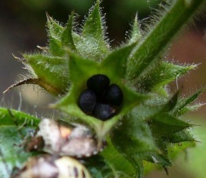 Hedge Woundwort seeds