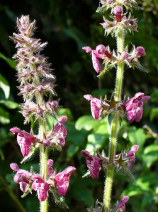 Hedge woundwort 04