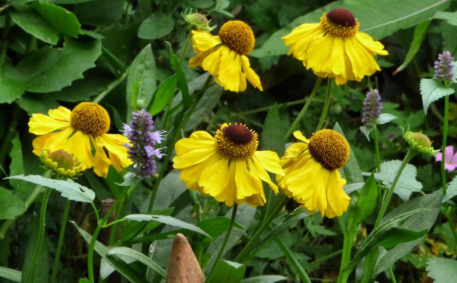 Helenium 'El Dorado' landscape