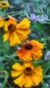 Helenium