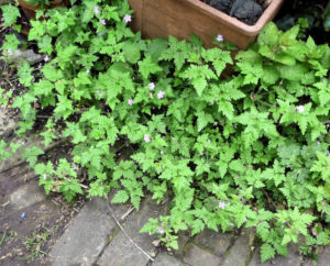 herb-robert-spills-out-onto-wood-path