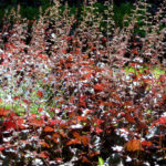 Heuchera closeup, Compton Terrace