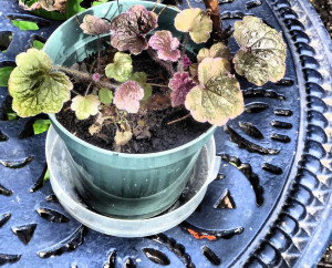 Heuchera recovering from vine weevil on blue table, late March 2015