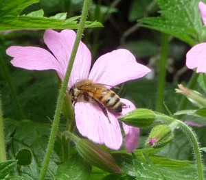Honeybee on Hardy Geranium 'Wargrave Pink' JPG