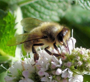 Honeybee on applemint