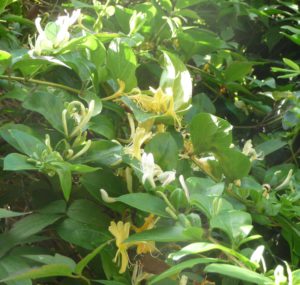 honeysuckle