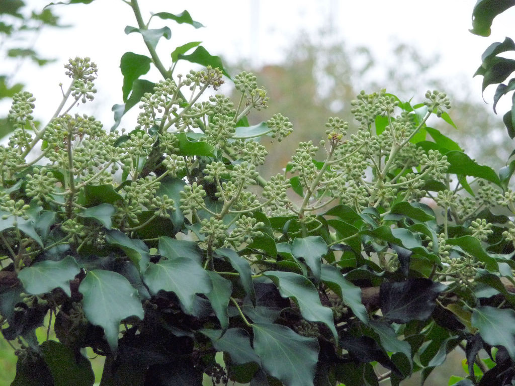 Mature Ivy in flower, September 2014