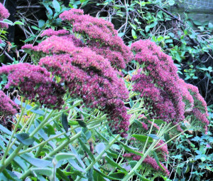 Ice plant purple