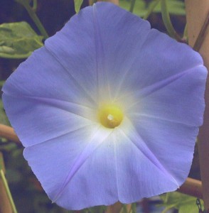 Ipomoea Morning Glory 'Heavenly Blue'